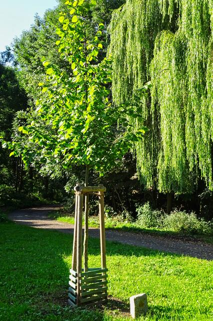Anlässlich des 30. Jahrestag der Neugründung des Harzkub - Zweigvereins Ballenstedt e.V wurde diese Kaiserlinde im Schlosspark gepflanzt.