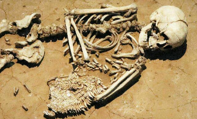 In diesem Grab lagen die Skelette einer junge Frau und eines Säuglings. Muschelpailletten und Tierzähne zeugen vermutlich von einem reich verzierten Tragetuch, in das man das Kind gewickelt hatte                                               Wennungen, Burgenkreisland, Sachsen-Anhalt 2825-2450 v.Chr.