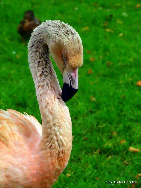 Rosa Flamingo