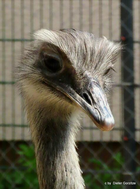 Emu