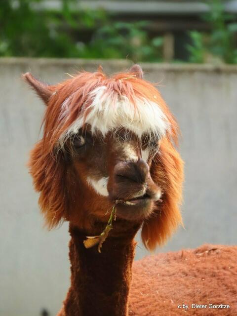 Alpaka,man trägt die Haare diesjahr so !