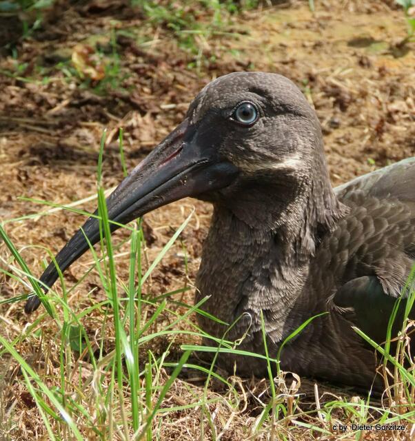 Schwarzhals Ibis