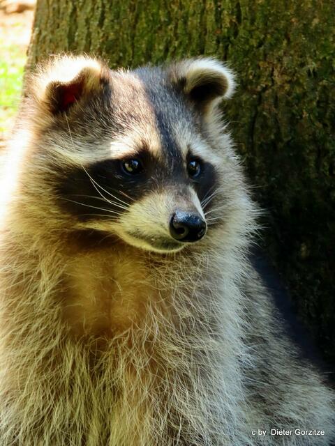 Waschbär