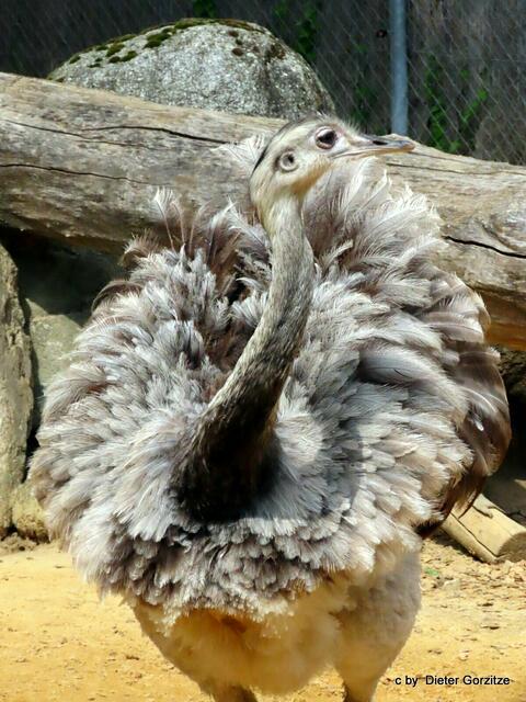 Emu