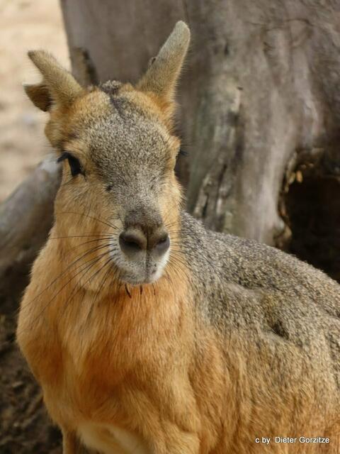 Pampahase