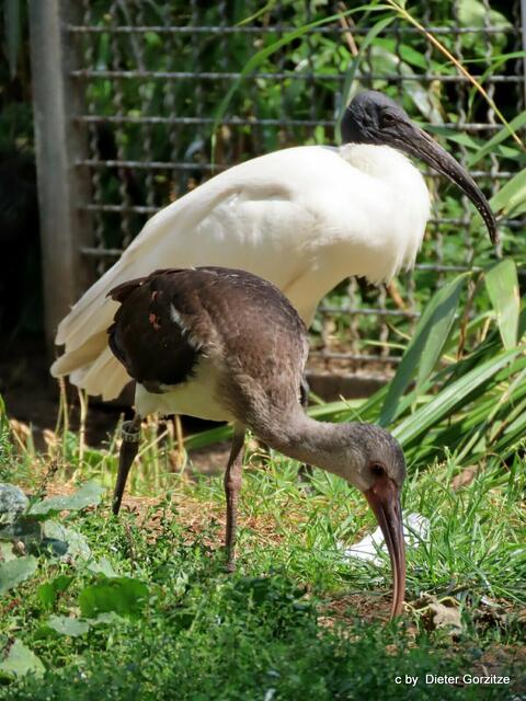 Schwarzhals Ibis und Magadasch Ibis
