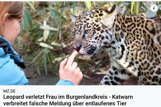 Unglaublich aber wahr nach dem Krokodil in der Unstrut ist jetzt ein Leopard im Unstruttal unterwegs !