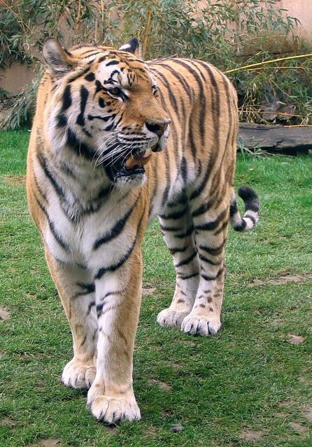 Von manchen Tieren, wie dem Sibirischen Tiger, gibt es nur noch wenige Hunderte. Vielleicht zu wenig, um zu überleben. | Foto: Christel Wolter