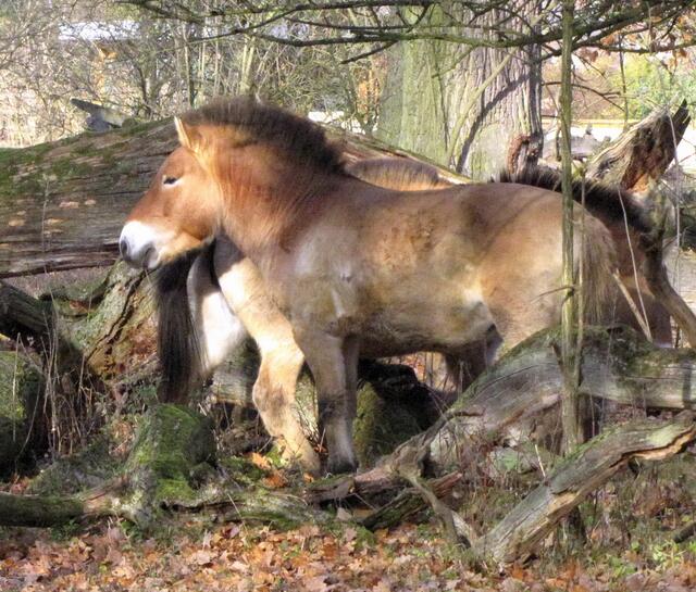 Das Wildpferd hingegen wurde ausgerottet. Die Przewalski-Pferde, lange für die letzten Vertreter dieser Art gehalten, stammen nach neueren Erkenntnissen von den in der Kupferzeit vom Menschen gehaltenen Botai-Pferden ab. | Foto: Christel Wolter