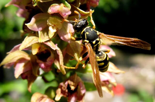 Aber auch Kleintiere sind betroffen. Der Insektenschwund ist auch in Deutschland dramatisch, dienen sie doch auch Vögeln, Amphibien und Fledermäusen als Nahrung. Und sie bestäuben unsere Pflanzen. | Foto: Christel Wolter