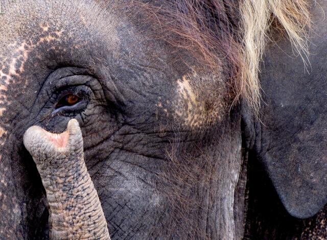 Allein in den letzten fünf Jahrzehnten hat der Mensch die Zahl der Afrikanischen Elefanten um 80 Prozent dezimiert. Bis zum Ende dieses Jahrhunderts wird es sie in freier Wildbahn wohl nicht mehr geben. | Foto: Christel Wolter
