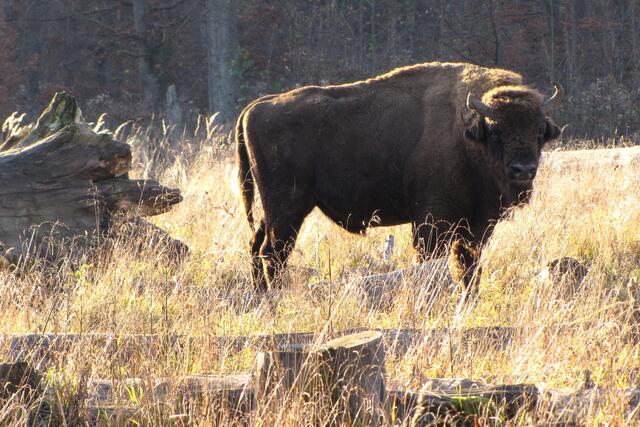 Fast ausgerottet hatte der Mensch auch das Wisent. Alle der heute lebenden - gut 4000 - stammen von 12 Tieren ab. | Foto: Christel Wolter