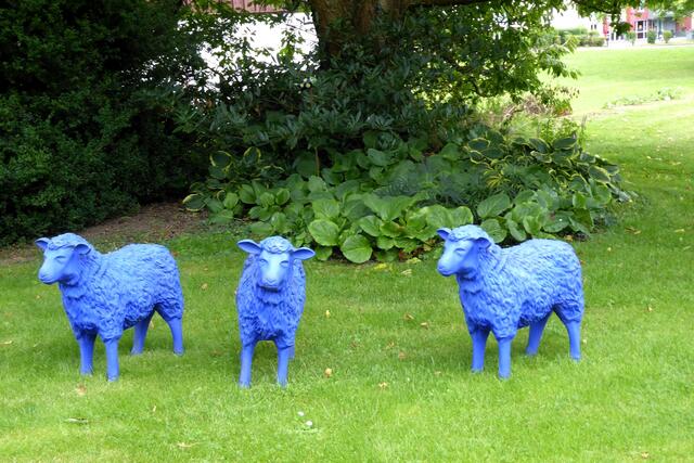 Drei Blauschafe am Lustgarten-Kunstpfad.
