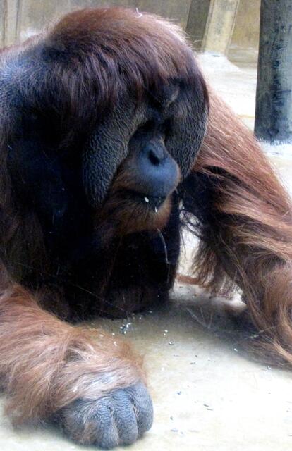 Auch der Orang Utan ist vom Aussterben bedroht. Außer auf Borneo und Sumatra ist er überall in Südostasien ausgerottet. Hauptsächlich wegen der Rodung der Wälder für Palmölplantagen. | Foto: Christel Wolter