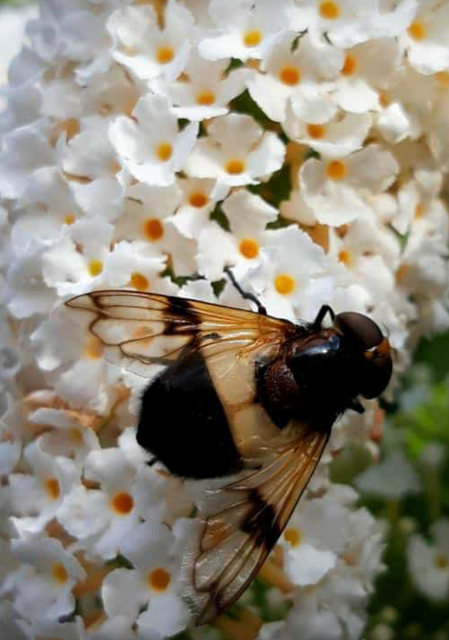 Foto: Fotos Marianne G.