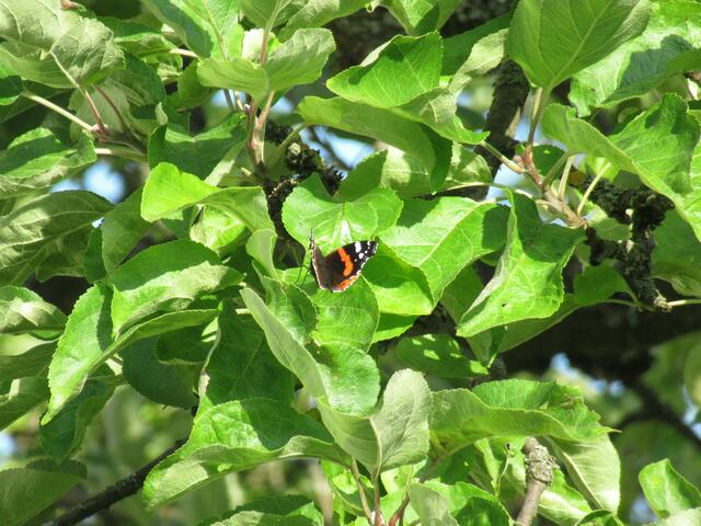 Bei diesem Bild (und den folgenden Bildern) habe ich wieder auf dem Erdboden gestanden (in einiger Entfernung zum Apfelbaum) und habe die Fotos mit dem Makro-Programm gemacht. Die Entfernung von mir zum Baum betrug ca. 5 m. Ab diesem Bild (es sind die Original-Bilder) hat sich der Admiral auch ein paar mal bewegt und nach dem letzten Bild ist er weggeflogen.