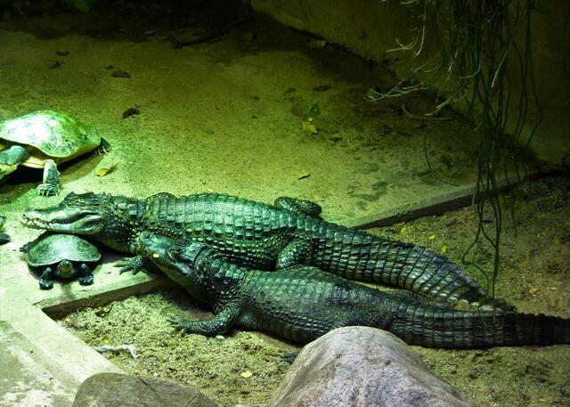 Friedliches Miteinander, Schildkröten und Krokos.