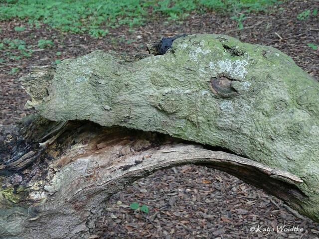 Märchenhaftes Fabelwesen - Süntelbuchenallee im Kurpark Bad Nenndorf (Foto: Katja Woidtke) | Foto: Katja Woidtke