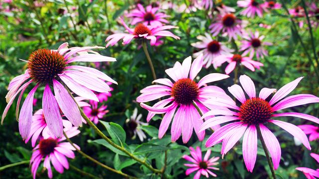 Purpursonnenhut. Foto: Helmut Kuzina