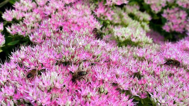 Fettblatt. Foto: Helmut Kuzina