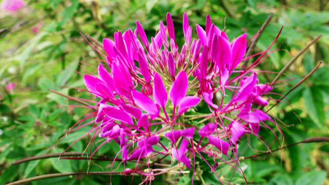 Spinnenpflanze. Foto: Helmut Kuzina