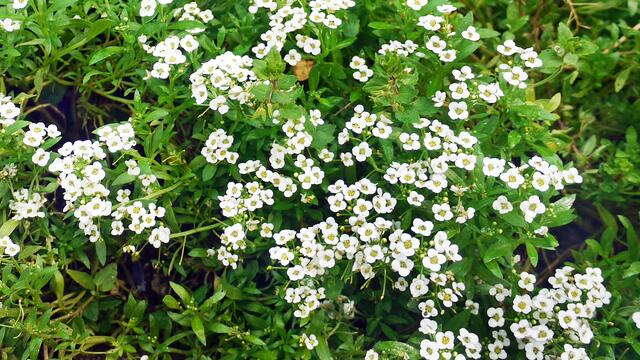 Duftsteinkraut. Foto: Helmut Kuzina