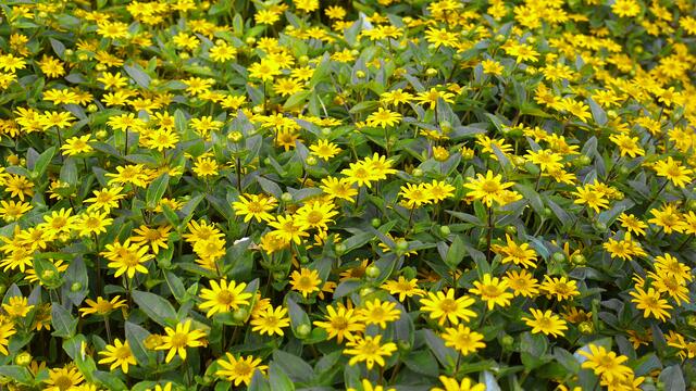 Husarenknöpfchen. Foto: Helmut Kuzina