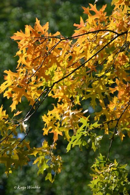 Spätsommer im Stadtpark Hannover - die ersten bunten Blätter kündigen den nahenden Herbst an (Foto: Katja Woidtke) | Foto: Katja Woidtke