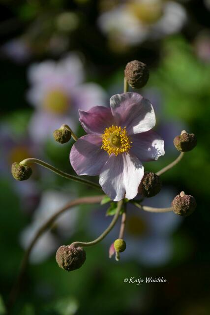 Spätsommer im Stadtpark Hannover - Herbst-Anemone (Anemone hupehensis) (Foto: Katja Woidtke) | Foto: Katja Woidtke