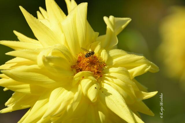 Spätsommer im Stadtpark Hannover - Dahlie (Dahlia) (Foto: Katja Woidtke) | Foto: Katja Woidtke