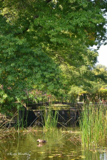 Spätsommer im Stadtpark Hannover (Foto: Katja Woidtke) | Foto: Katja Woidtke