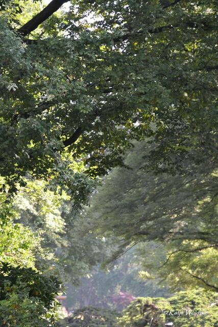 Spätsommer im Stadtpark Hannover (Foto: Katja Woidtke) | Foto: Katja Woidtke