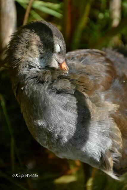 Spätsommer im Stadtpark Hannover - Teichhuhn (Gallinula chloropus) bei der Gefiederpflege (Foto: Katja Woidtke) | Foto: Katja Woidtke