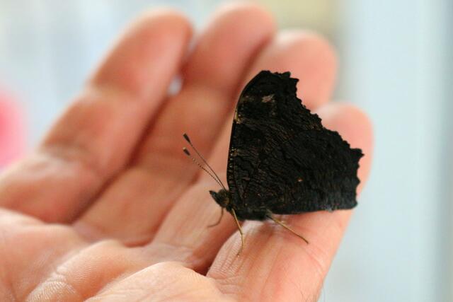 Zusammengeklappte Flügel