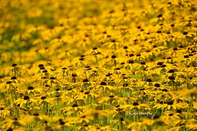 Spätsommer im Stadtpark Hannover - ein Meer aus Sonnenhüten (Rudbeckien) (Foto: Katja Woidtke) | Foto: Katja Woidtke