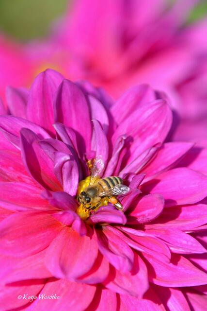 Spätsommer im Stadtpark Hannover - Dahlie (Dahlia) (Foto: Katja Woidtke) | Foto: Katja Woidtke