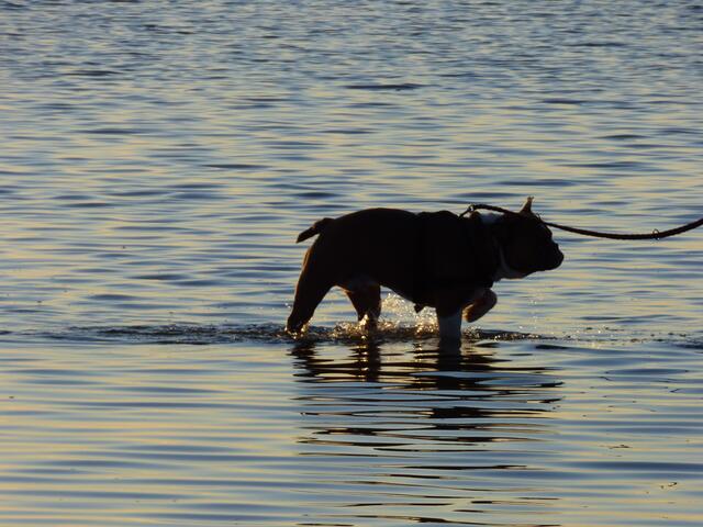 Ha, ein See-Hund! :-)))))))