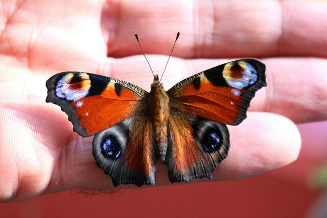 Tagpfauenauge (Aglais io)