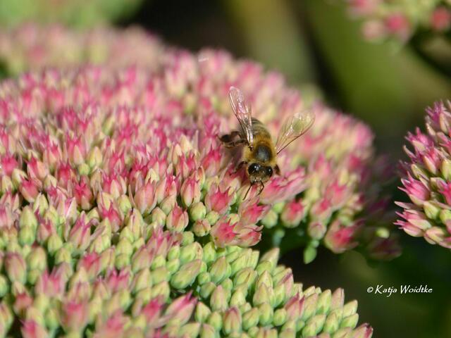 Spätsommer im Stadtpark Hannover - Biene auf Fetthenne (Sedum) (Foto: Katja Woidtke) | Foto: Katja Woidtke