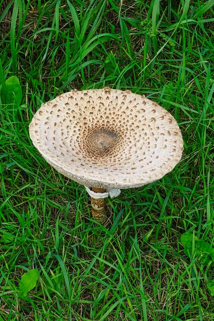 die Oberfläche dieses Parasol Pilzes ist nicht konvex sondern konkav geformt