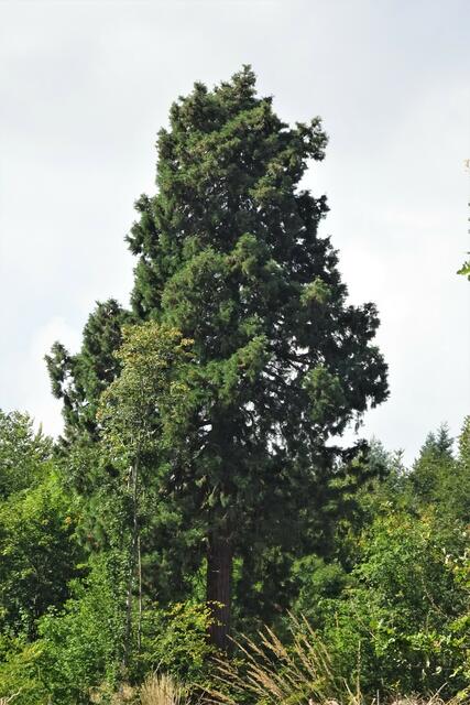 Mammutbaum