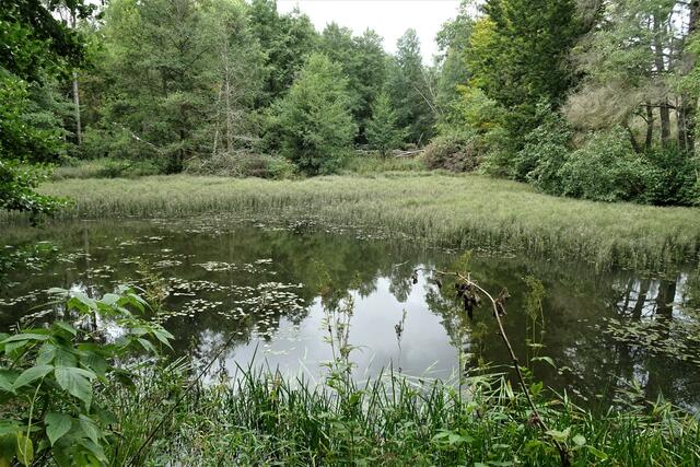 ein kleiner aufgestauter Teich am Rundwanderweg Mammutbaum