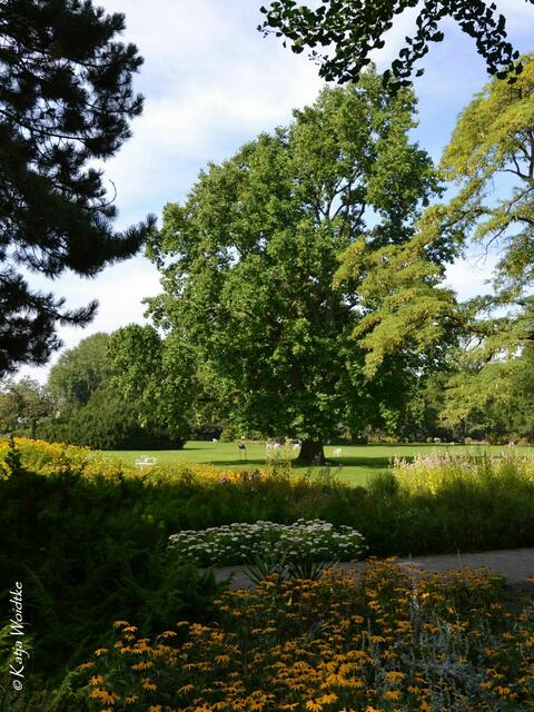 Spätsommer im Stadtpark Hannover (Foto: Katja Woidtke) | Foto: Katja Woidtke