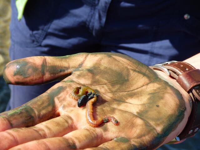 Seeringelwurm: https://www.schutzstation-wattenmeer.de/wissen/tiere/wuermer/seeringelwurm/