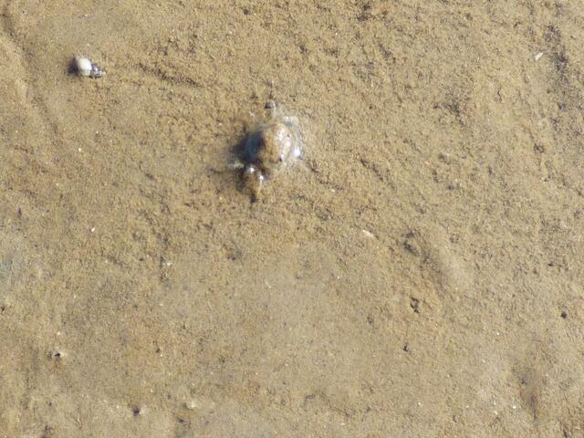 Eine kleine Strandksabbe flüchtet