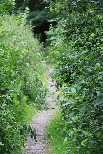 zugewachsene Wege, ua. der Weg zwischen Auestr. und Förstersteg