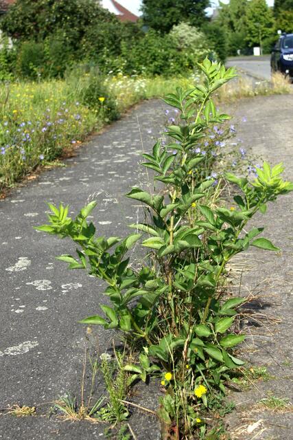 städt. Grundstück Sperberweg