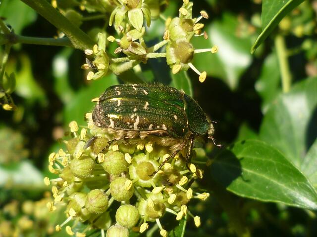 Rosenkäfer