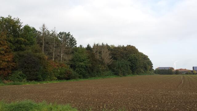 Ziegeleiwald, Ansicht vom Cariusweg.