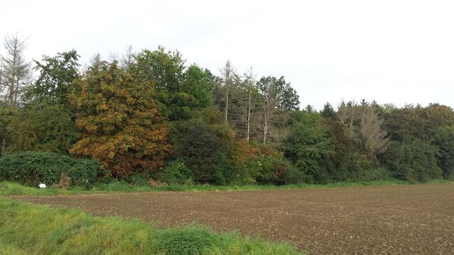 Ziegeleiwald auf der Mülldeponie (ehemalige Tonkuhle an der Ziegelei). Von der B1 aus gesehen.